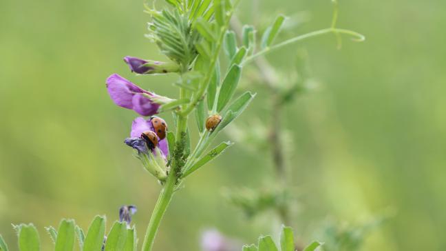 Coccinelles à 7 points sur une vesce commune.
