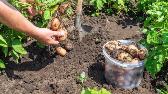 AdobeStock_445003386