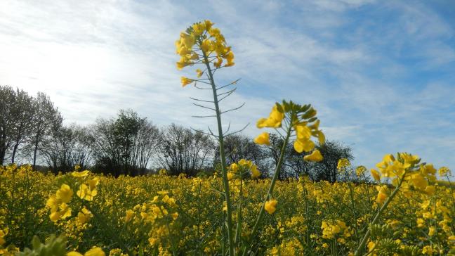 Tous les champs de colza arborent leurs fleurs jaunes et les premières siliques sont déjà observées.