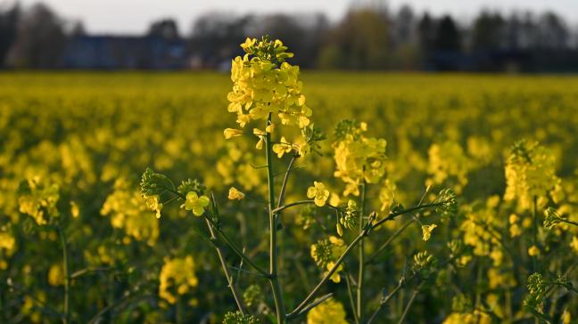 Dans le cas d’indemnité de sortie, il revient au preneur de prouver sa contribution  à l’amélioration de la qualité du sol de la parcelle. Un état des lieux d’entrée reste  le moyen le plus sûr d’y parvenir.