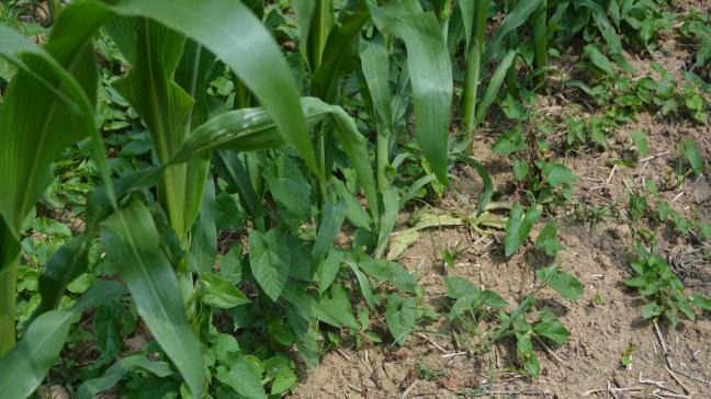 La lutte contre le liseron des haies reste compliquée en raison de ses levées étalées dans le temps et de son système racinaire profond, difficile à détruire.