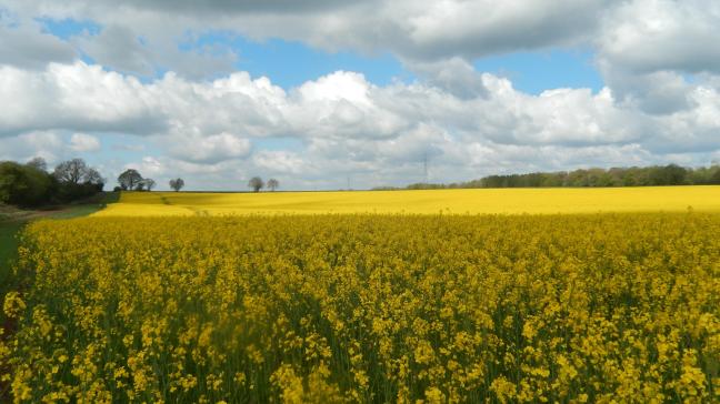 Jusqu’à la fin de la floraison, la surveillance du charançon des siliques se poursuit.