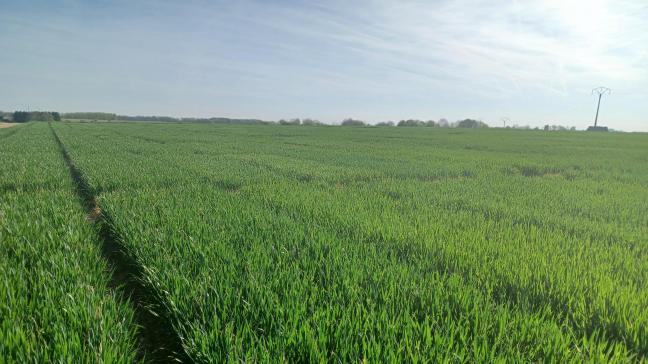 260421 - Froment d'hiver BBCH32