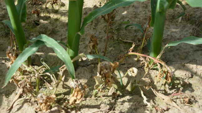 Depuis le 1er janvier 2026, l’utilisation de buses de pulvérisation réduisant la dérive d’au minimum 75% est obligatoire sur tout le territoire belge.