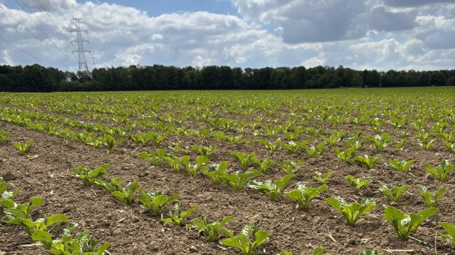 Entre réduction des emblavements et défis climatiques, la betterave reste un pilier de l’agriculture locale.