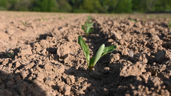 A partir du stade 4 feuilles (BBCH 14), il est donc fortement conseillé de surveiller attentivement les parcelles. Pour l’instant, aucun traitement n’est recommandé.