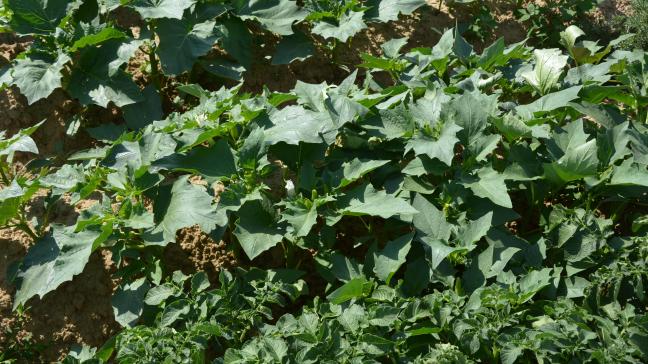 La lutte contre le datura repose sur une approche combinée : le travail superficiel du sol, l’arrachage précoce des plants, avant la formation des graines, et l’utilisation d’herbicides adaptés afin de limiter la propagation et préserver la qualité de la récolte.