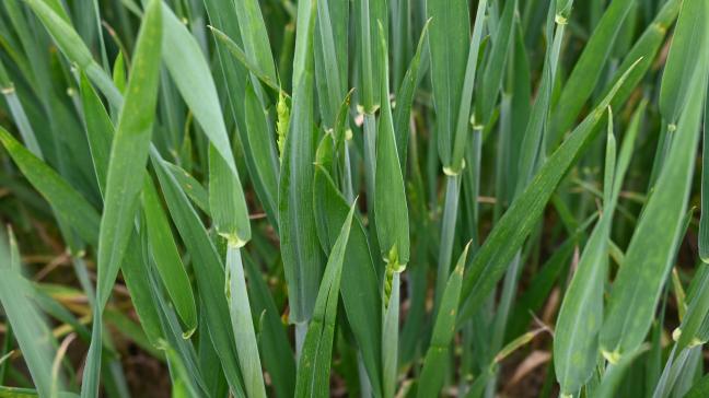 Les froments évoluent rapidement vers l’épiaison, tandis que la septoriose et les rouilles continuent de progresser dans plusieurs parcelles, appelant à une vigilance accrue.