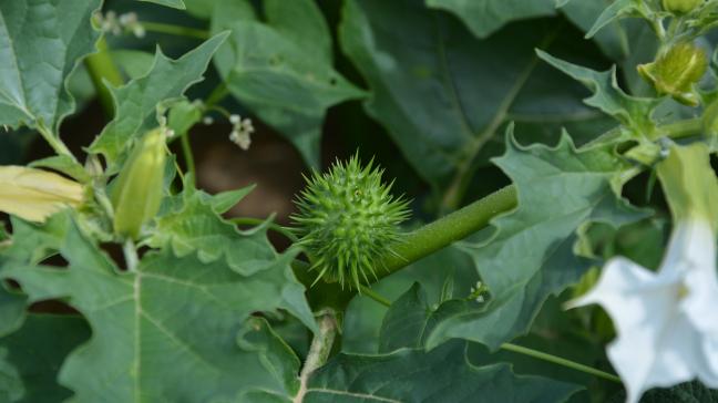 Le datura stramoine se reconnaît notamment à sa fleur blanche caractéristique et produit des graines qui peuvent vivre jusqu’à 40 ans dans les sols.