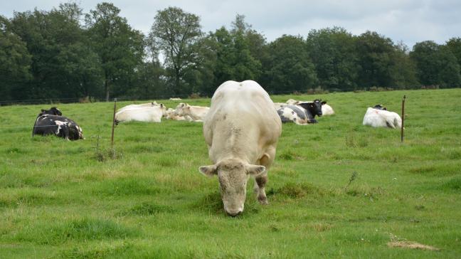 Les agriculteurs ayant atteint le seuil de 50.000 €  seront prévenus par l’administration wallonne.