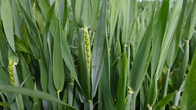 Le retour de températures plus estivales pourrait favoriser le développement des maladies foliaires dans les variétés sensibles de froment.