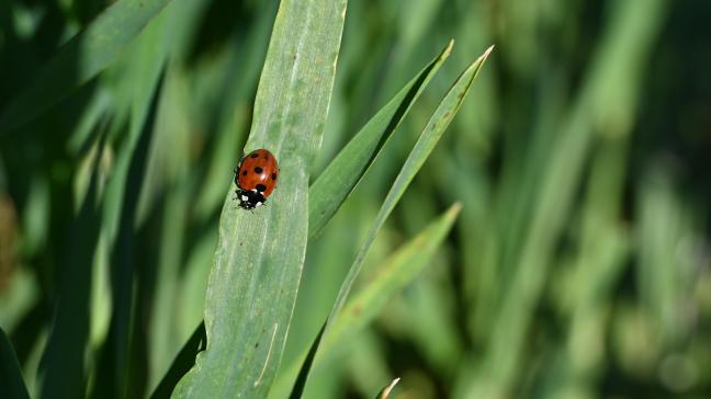 Les pucerons sont souvent régulés naturellement par leurs auxiliaires, dont les populations peuvent être fortement affectées par les traitements insecticides. Une diminution de ces ennemis naturels peut ensuite favoriser de fortes pullulations de pucerons. Il convient donc de n’intervenir que lorsque cela est réellement nécessaire.