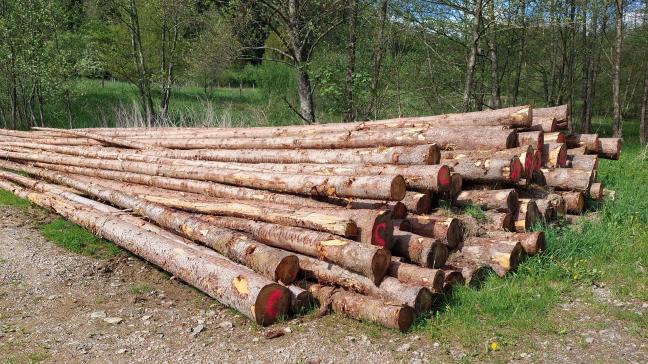 Les prix des épicés et des autres résineux se montrent  parfaitement stables par rapport à la période précédente.