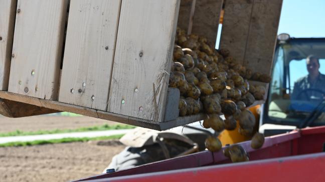 La stratégie de biocontrôle « Attract and Kill » vise à attirer spécifiquement les taupins grâce à des billes attractives afin de les mettre en contact direct avec un champignon entomopathogène.