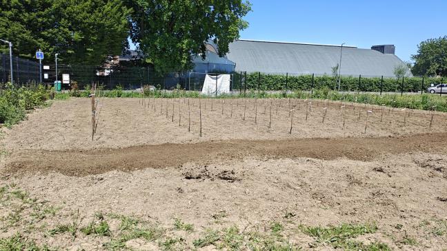 Ce chardonnay nouveau devrait notamment permettre de réduire fortement le recours aux traitements phytosanitaires.