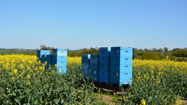 La campagne EU BeeLovers entend notamment souligner le lien entre  agriculture et apiculture durable.