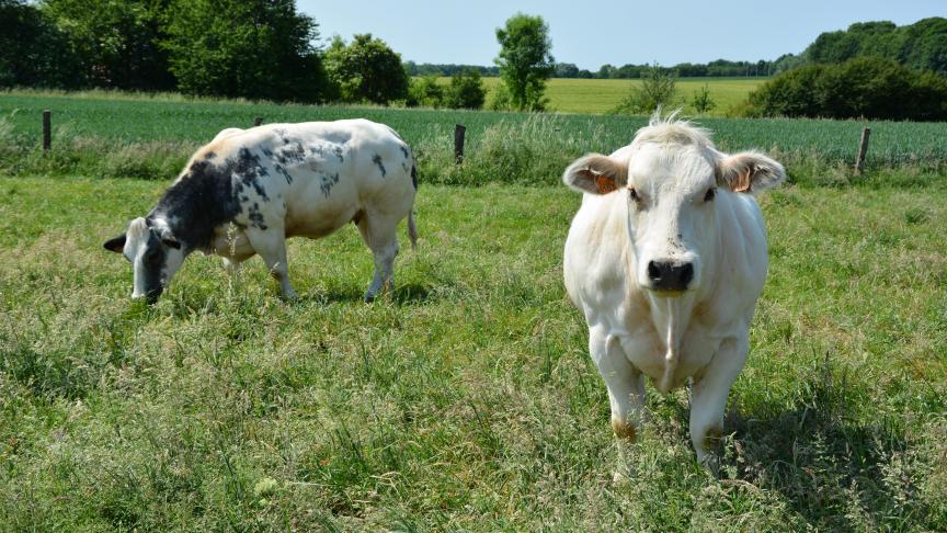 Malgré la disponibilité des doses,  la vaccination préventive n’est pas légion dans les élevages bovins.