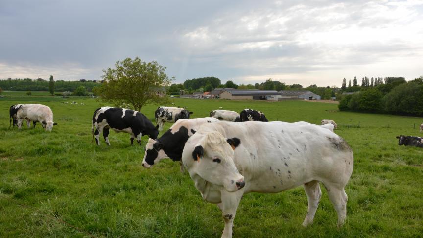 Sur la base de la densité moyenne de bétail en Wallonie, on estime qu’un ha de prairie permanente stocke environ 70 fois la production annuelle de gaz à effet de serre des bovins qui la pâturent.