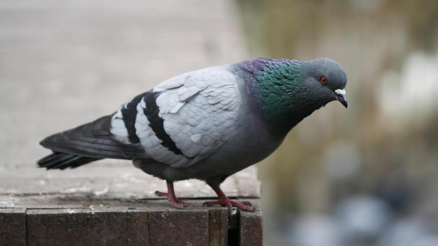 pigeon-2333340_1920