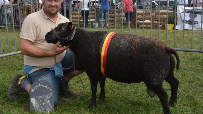 Le champion des agneaux Texel bleu à C. Seys.