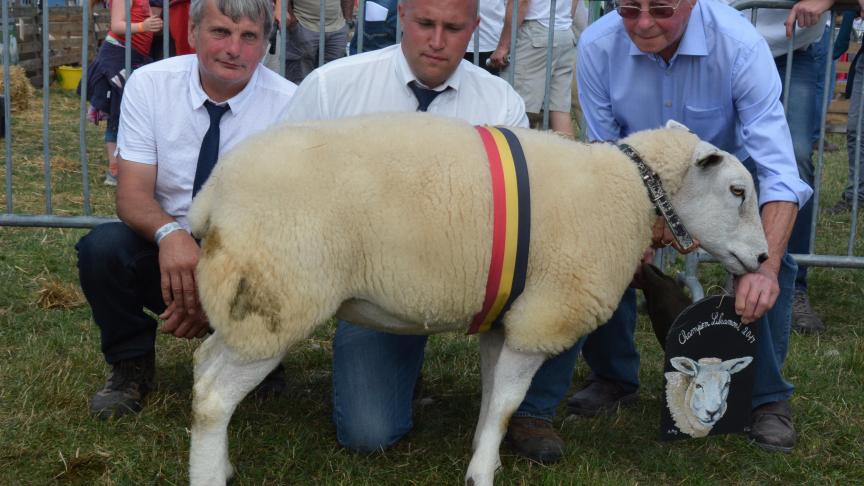 La championne des brebis  Texel français à D. Dardenne.