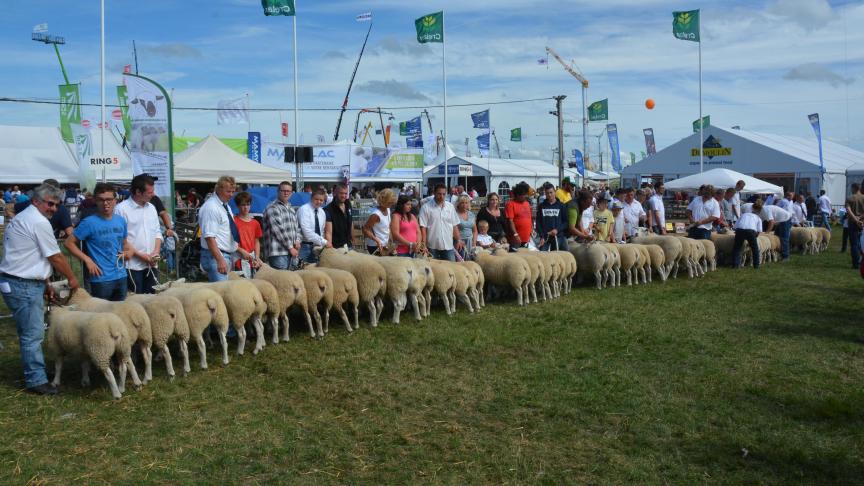 La série des lots d’élevage Texel français, 45 animaux dans le ring.