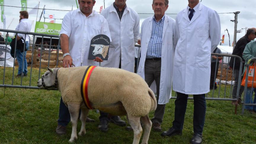 Le champion des béliers Texel  à H. Maquet.