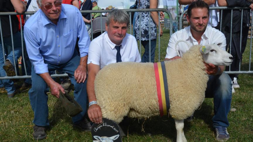 La championne des agnelles  Texel français à F. Herbiet.