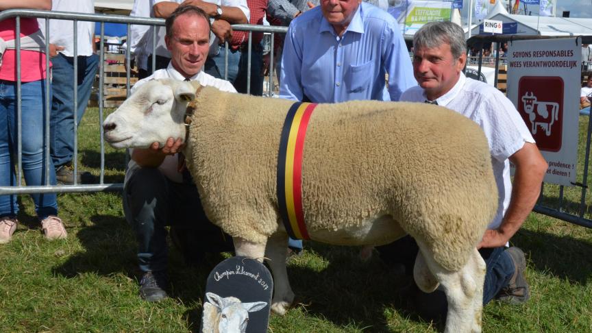 Le champion des béliers Texel français à Ph. Delvaux.