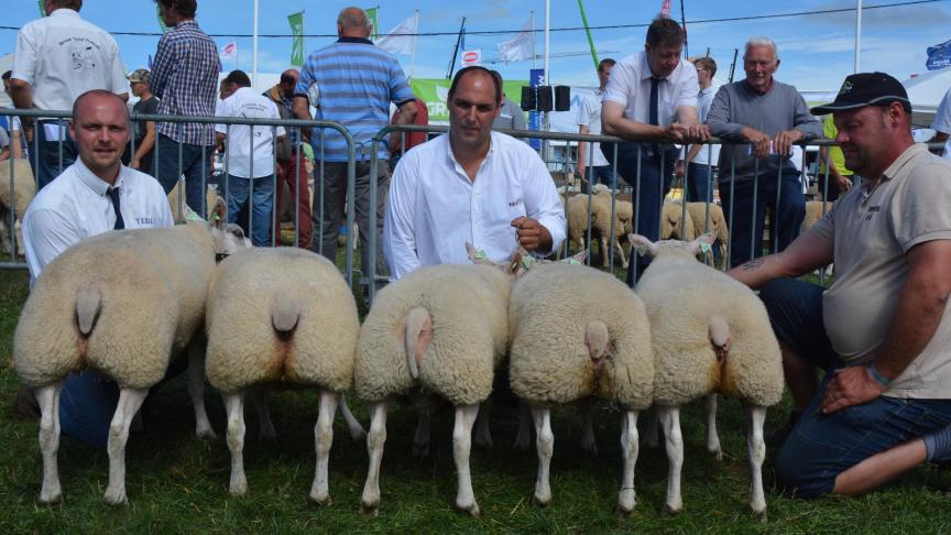Le meilleur lot d’élevage Texel à B. Destexhe.