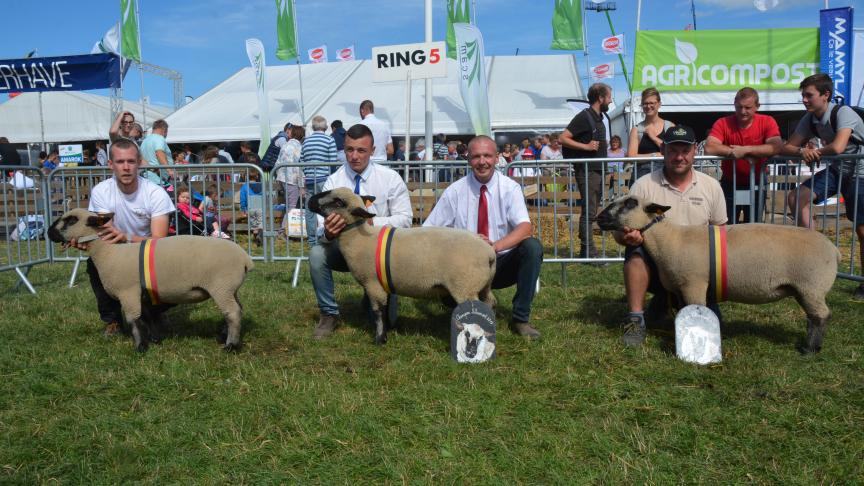 Les championnes Hampshire Down: agnelle à Th. Vincent, antenaise à E. Sprumont et brebis à C. Seys.