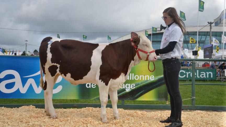 8229 (Hallez x Umo), 1er prix des petites génisses, à Jan Danhieux, Louveigné.