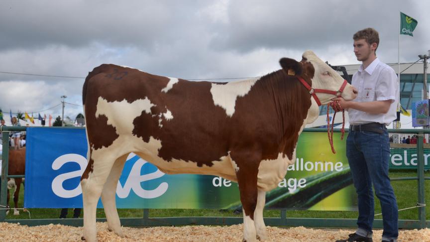 Lola (Bourgueil x Pernan), 1
er
prix des génisses, à Christian Gauthier, de Momignies.
