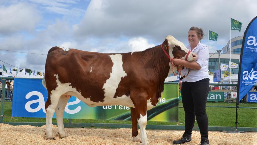 3711, 1 er  prix des génisses  portantes à Marie et Jean-Marie Guérard, Bertrix.