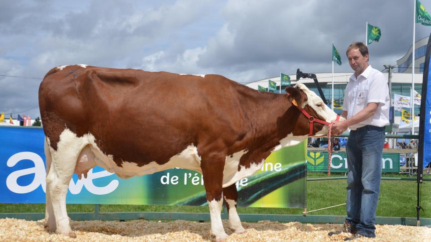 Eldorado (Santon x Teleski), 1
er
 prix des vaches adultes, à Dominique Rabeux, de Wellin.