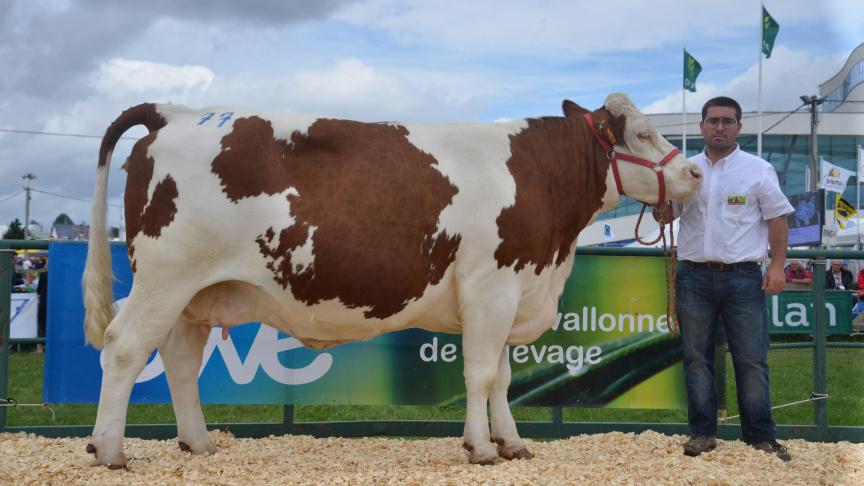 Fortune d’Erquelinnes (Rai x Piano), 1
er
 prix des vaches taries, à Pascal Leray, Erquelinnes.