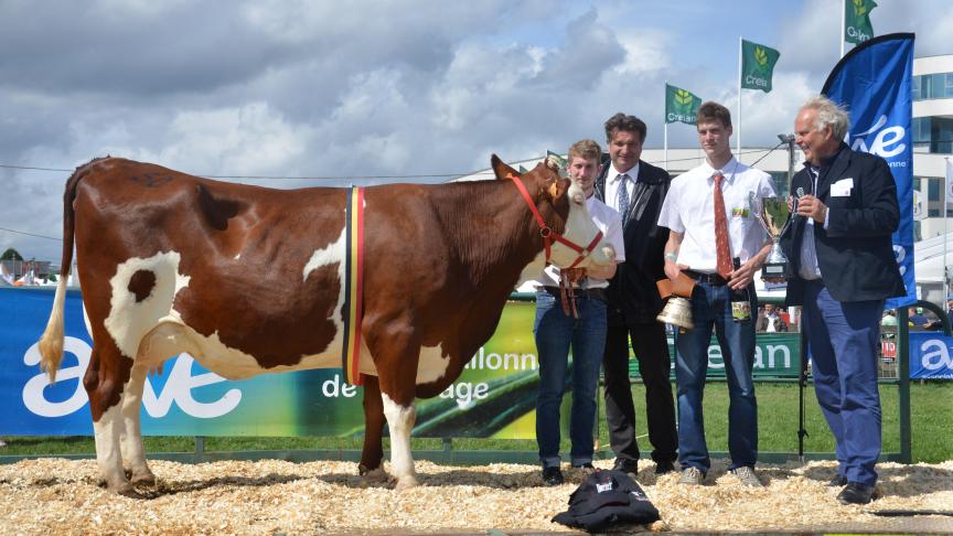 Ines (Triomphe x Pernan),  championne des vaches adultes,  à Christian Gauthier,  de Momignies.