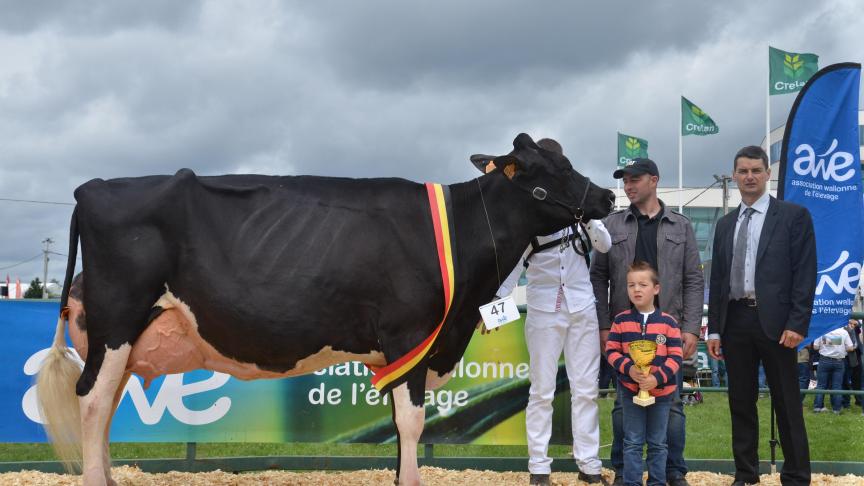 Extra du Loup (Jasper x Damion), championne des vaches adultes, à Jacques et Sébastien Creppe, de Sprimont.