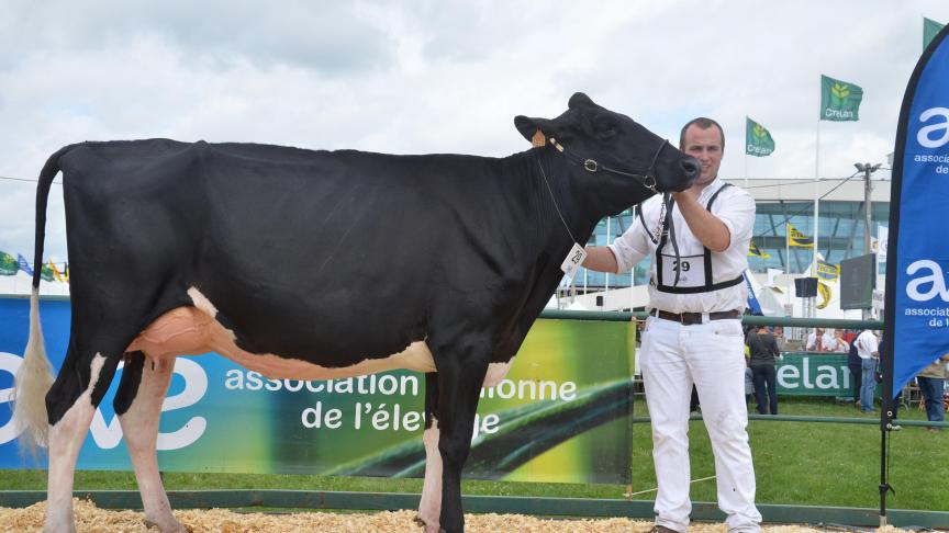 Rihana de la Garde-Dieu (Superbo x Roylane), championne réserve des jeunes vaches, à Luc Piron, de Charneux.