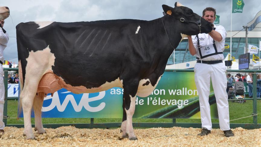 Galipette (Boldwin x Salisbury), championne réserve des vaches adultes et prix Beauté utilité, à l’Herbagère et Claude Charles, Flavion.