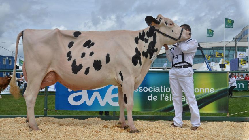 Malgache de Jassogne (Bolton x Shottle), 1
er
 prix des vaches adultes de 42 à 60 mois, à Florence et Rik Crevits, de Crupet.