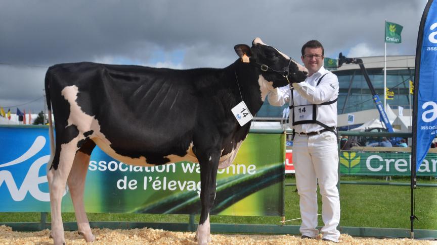 Manchette de l’Herbagère (Solomon x Lauthority), 1
er
 prix des génisses de 9 à 15 mois, à L’Herbagère-Moureaux, de Flavion.