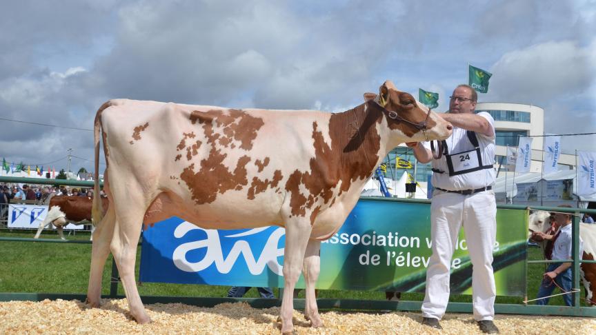 Fg O Kalif Kora Red (O Kalif x Jonah Red), 1 er  prix des jeunes vaches de 24 à 30 mois, à Ivo Hulbosch,  de Jodoigne.