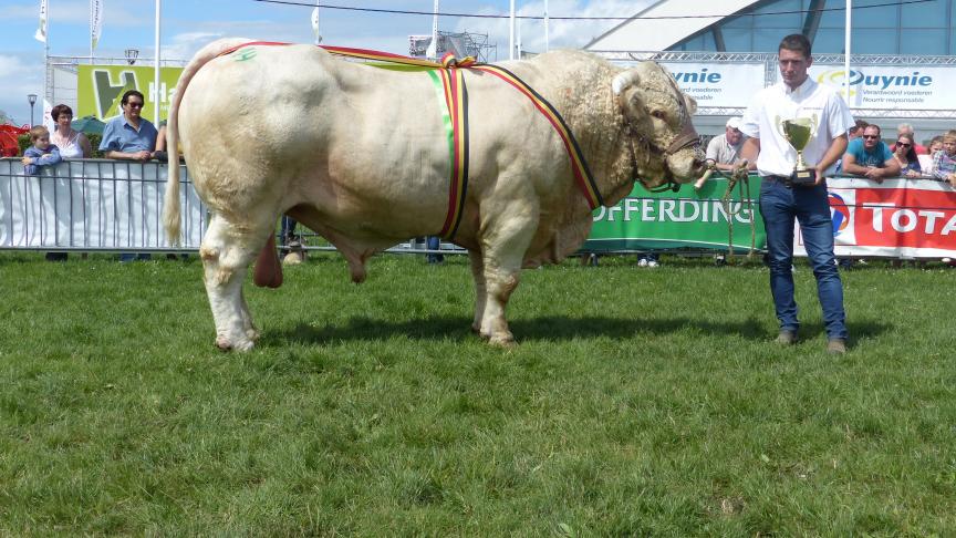 Impérial (Ecusson x Royal), champion, prix d’honneur des mâles adultes et super champion, à Christophe Jérouville, Libramont-Chevigny.