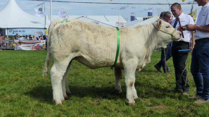 Maryline (Julienasce x Faraon), prix d’honneur femelle de l’année, à Christophe Jérouville, Libramont-Chevigny.