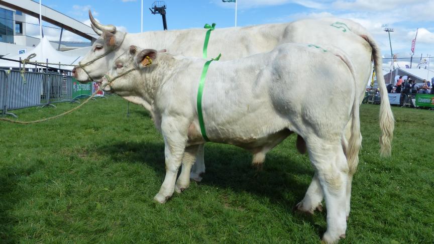 Excellence (Talisman x Nogentais), prix d’honneur des vaches adultes, à Christophe Jérouville, Libramont-Chevigny.