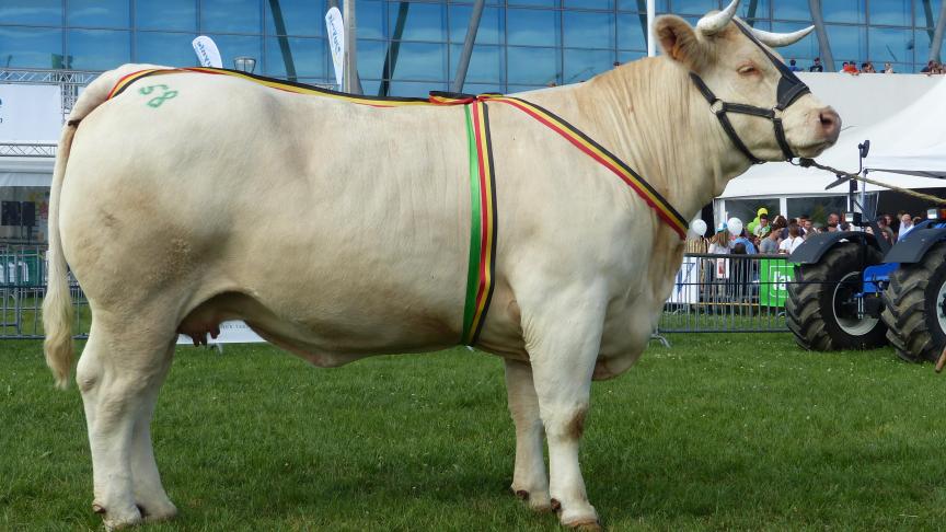Frivole (Erudit x New Look), 1
er
 prix des vaches non suitées de 4 ans et +, à Christophe Jérouville, Libramont-Chevigny.