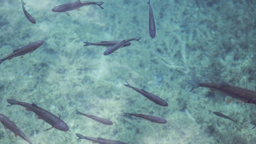 fish-690227_1920