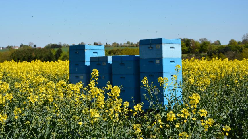 Selon José Artus, la fécondation du colza par des abeilles permet d’augmenter la qualité et le rendement de la parcelle.
