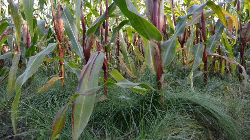 Implanté et sélectionné correctement, le sous-semis n’a aucun impact sur les rendements de la culture de maïs.